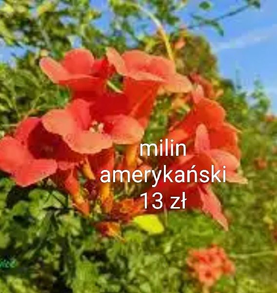 Irysy miodunka miechunka konwalie