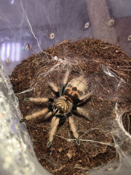 Ptasznik Chromatopelma cyaneopubescens L5
