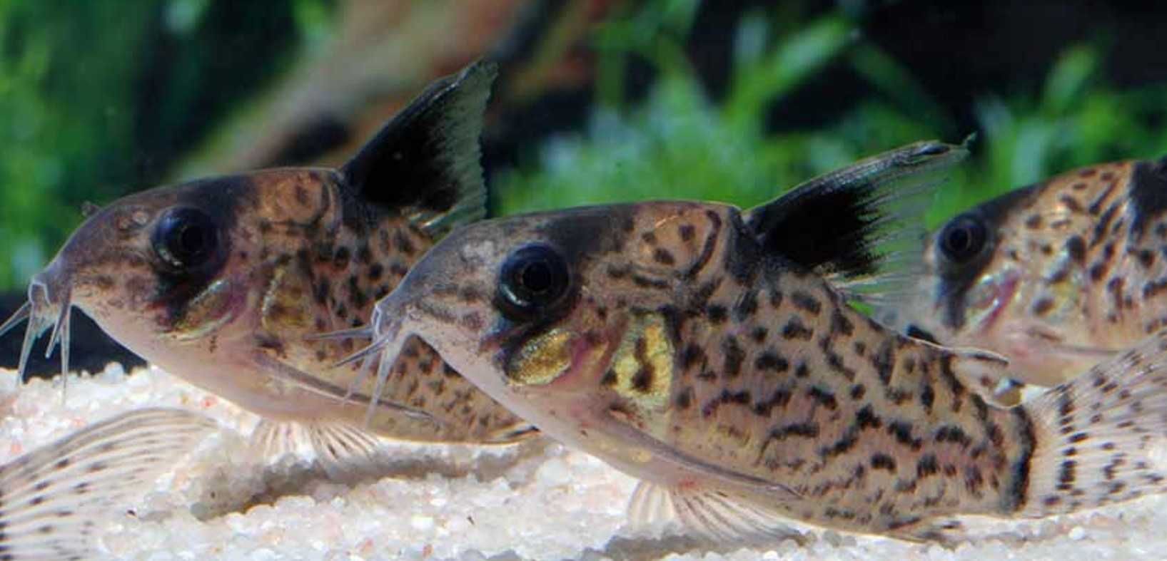 Kirys fioletowy - Kirysek przyprószony - Corydoras leucomelas - dowóz