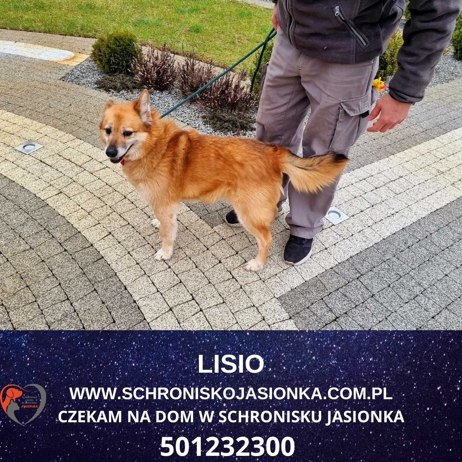 Lisio- do adopcji