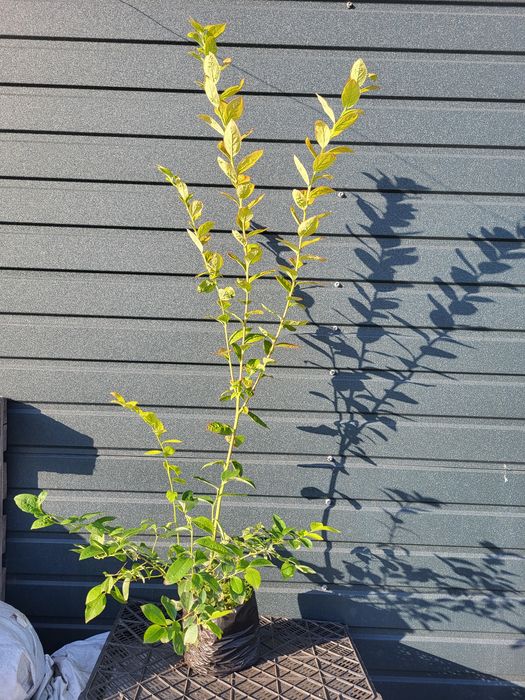 Саджанці лохини голубики 3 річні 2.5л опт