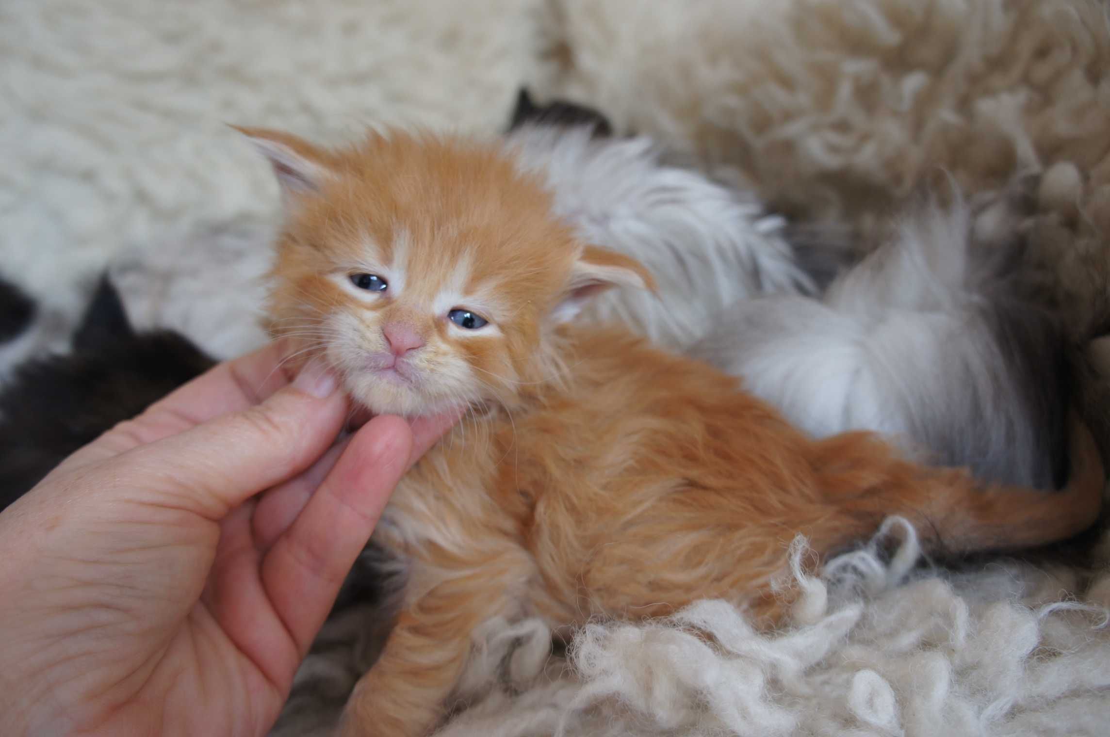 kocurek Maine Coon - WIELKI - rodowód FPL -