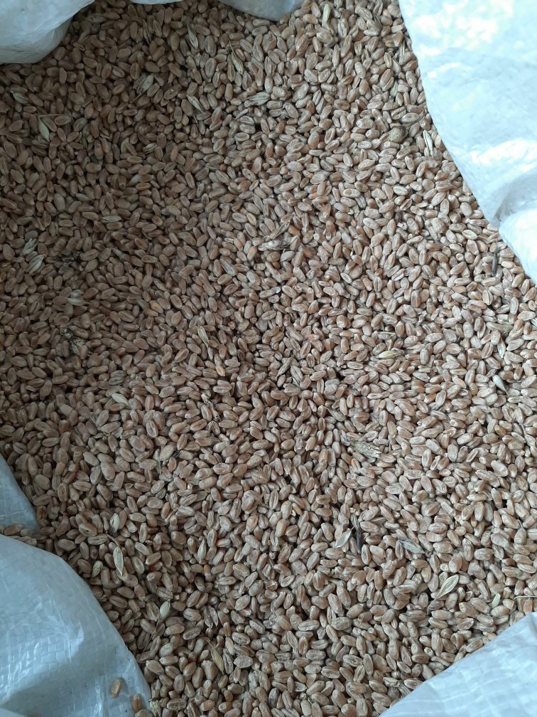 Pszenica 50kg ozima