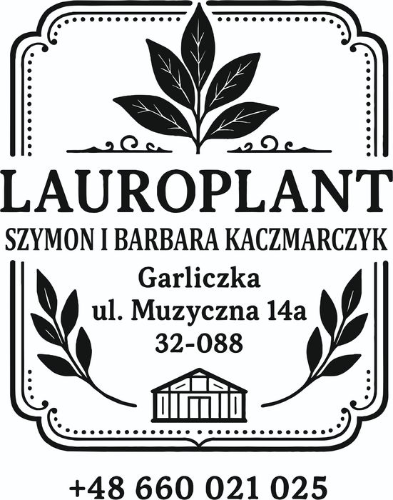 Laurowiśnia CAUCASICA 70 cm C2 piękna