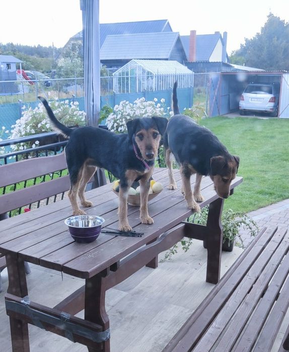 Szczeniaki szukają domu