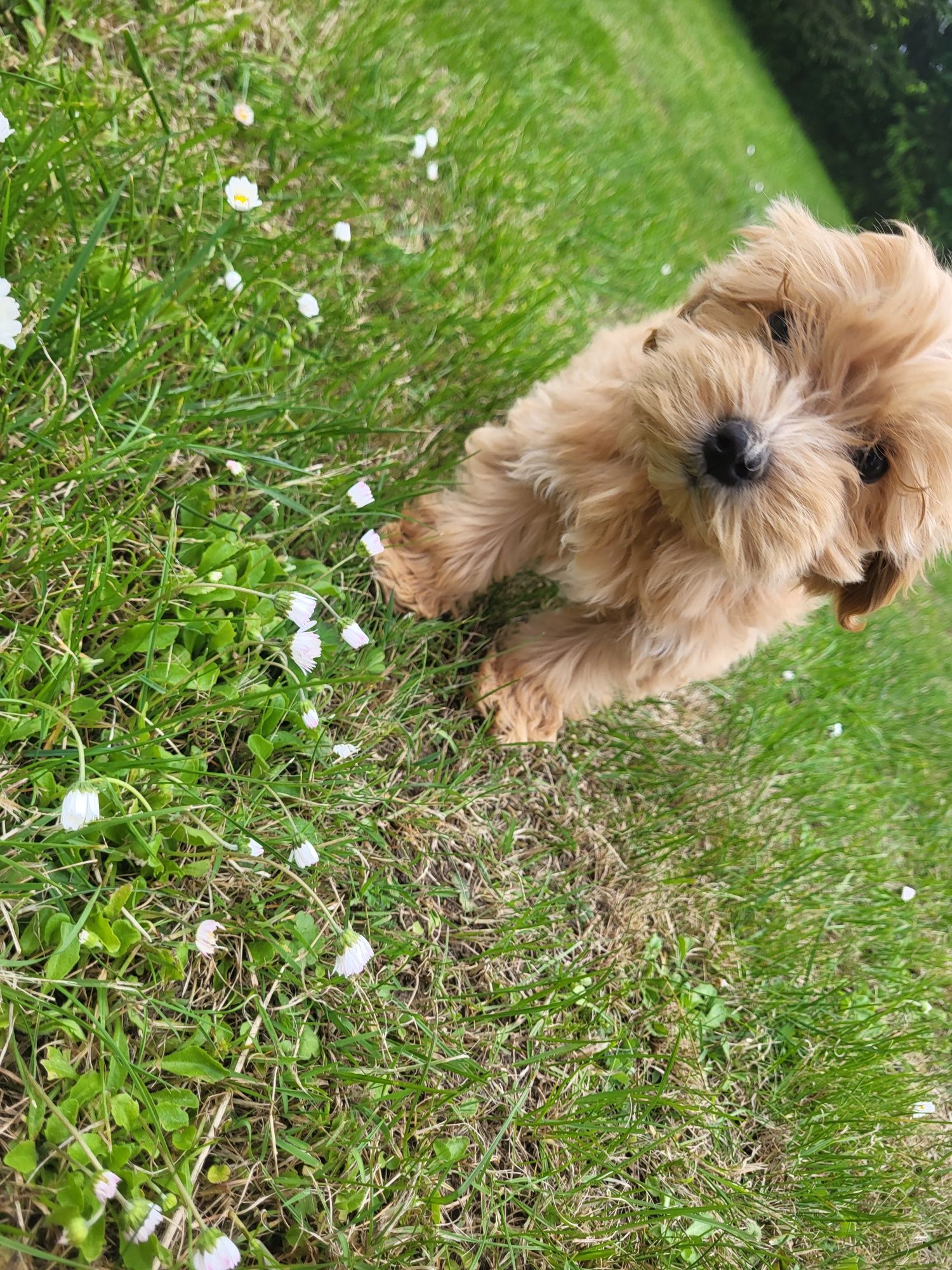 Śliczna sunia Maltipoo