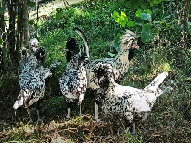 Інкубаційне яйце курей Падуан (срібло, біл. золото)