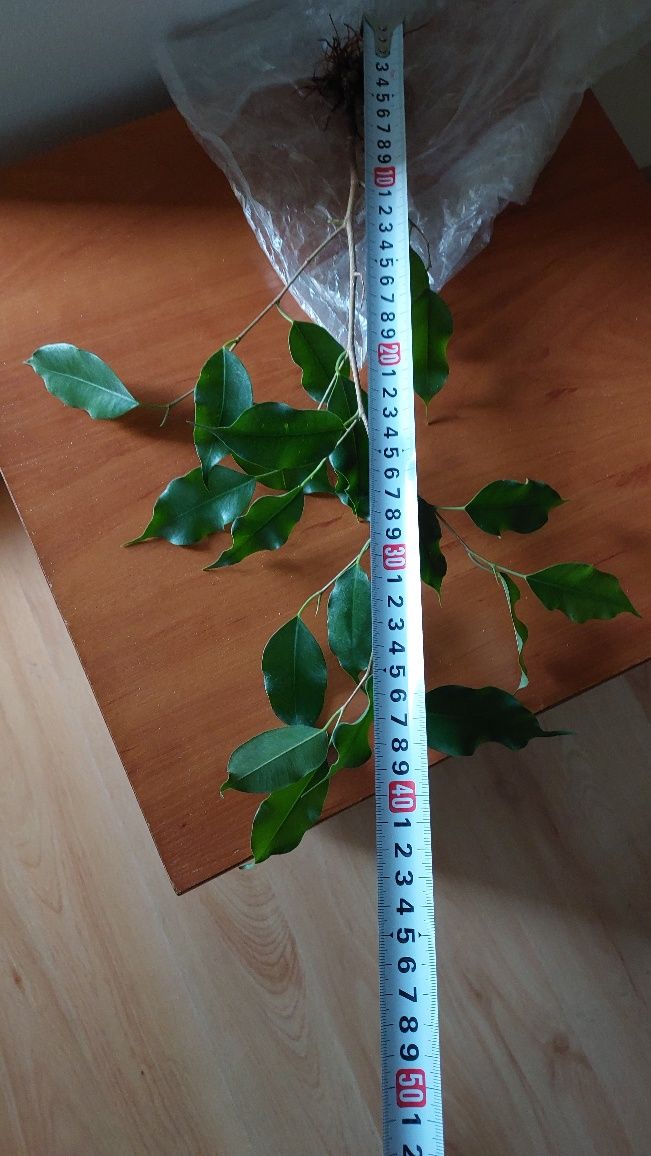 '' Fikus Benjamin ''