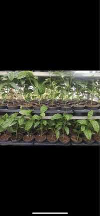 Plantas de maracujá (passiflora edulis)