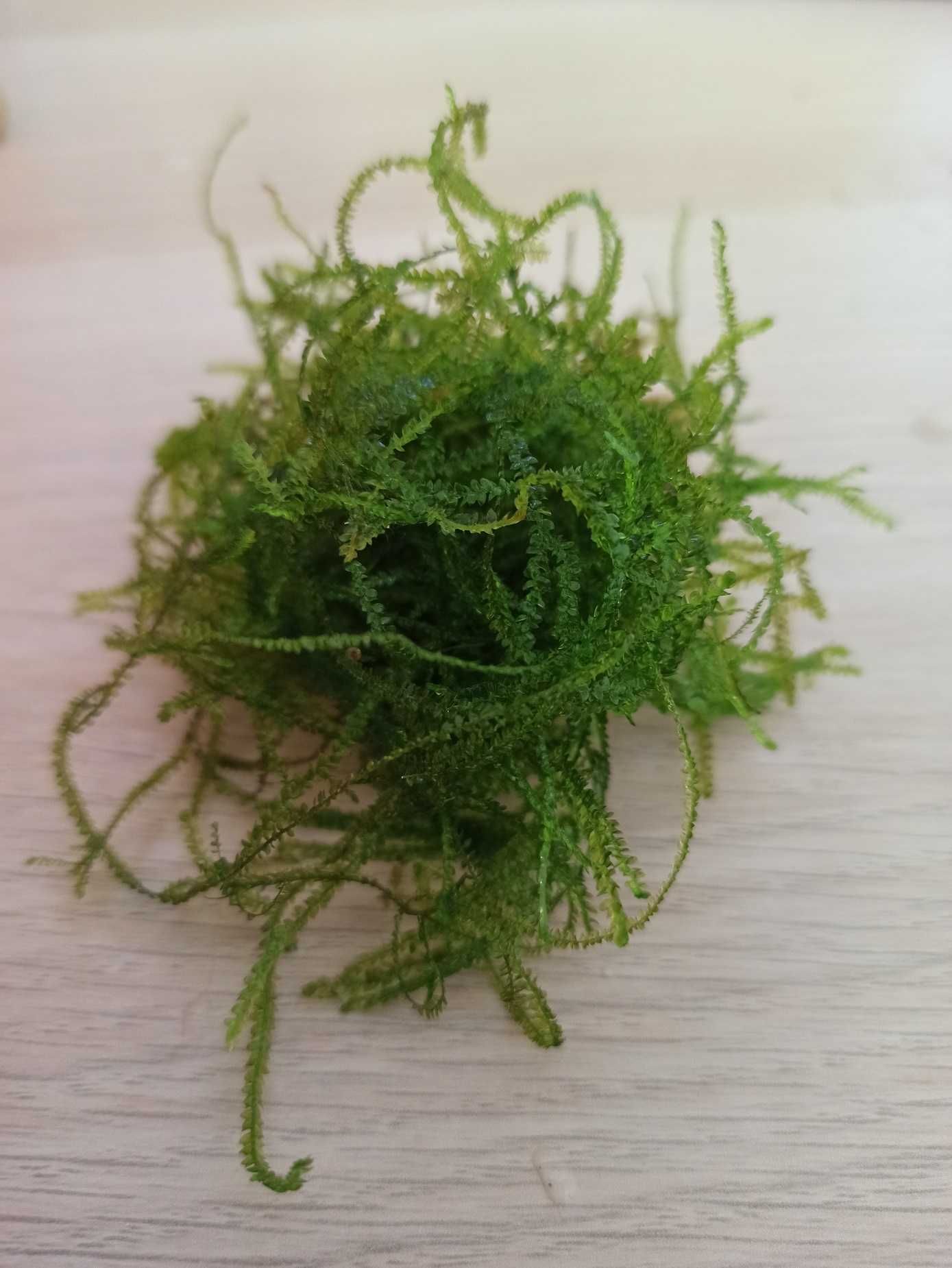 Java Moss Mech Jawajski