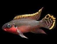 Pelvicachromis Taeniatus (NIGERIAN RED)