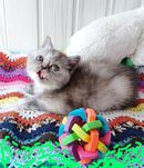 Персидська короткошерсна