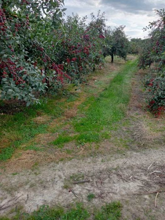 Sprzedam sad w Czerminie