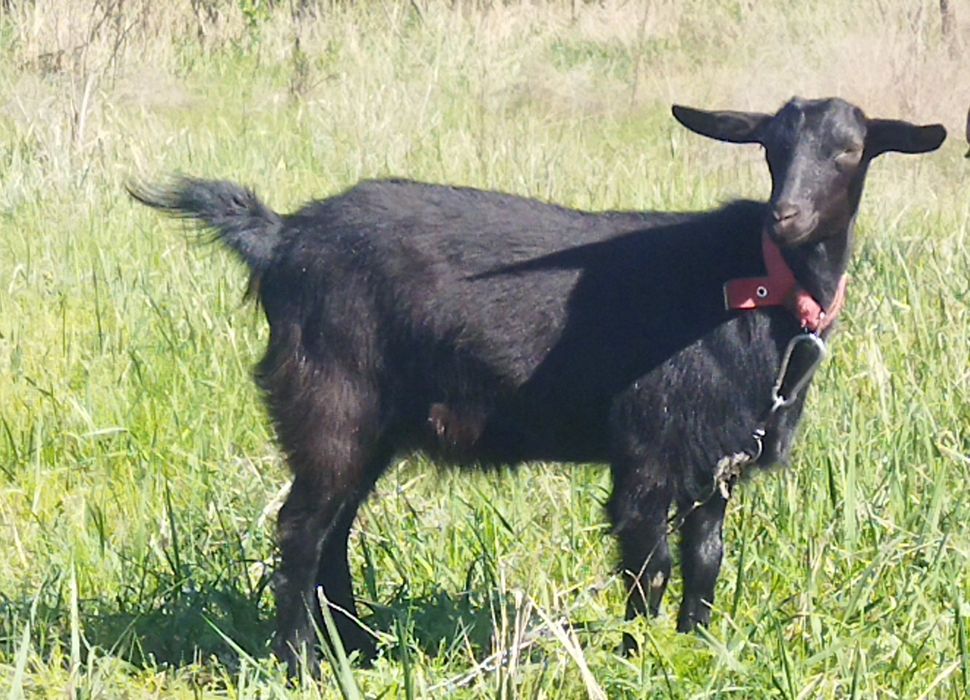 Козлы козочки козлята