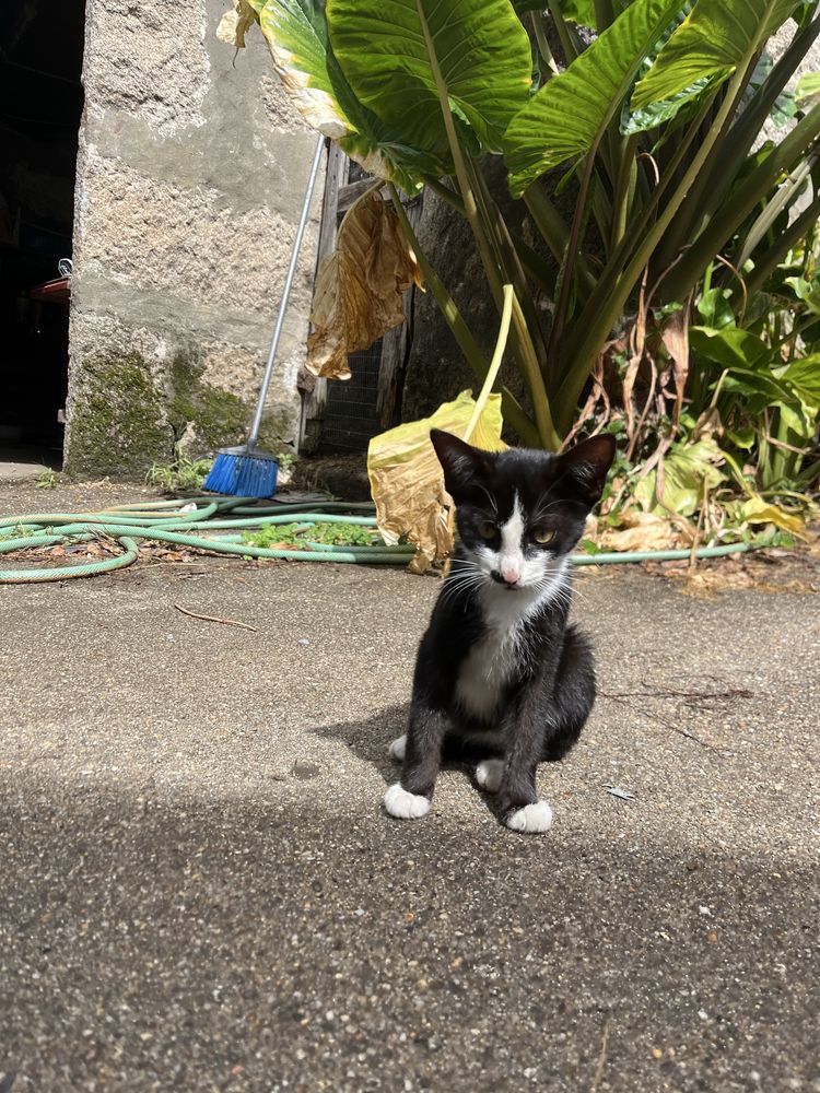 Gatinho macho adoção