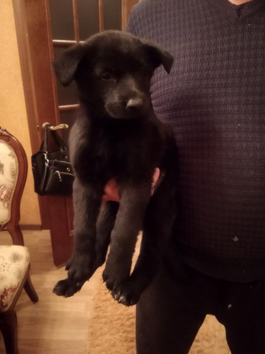 Продам цуценят Німецької вівчарки