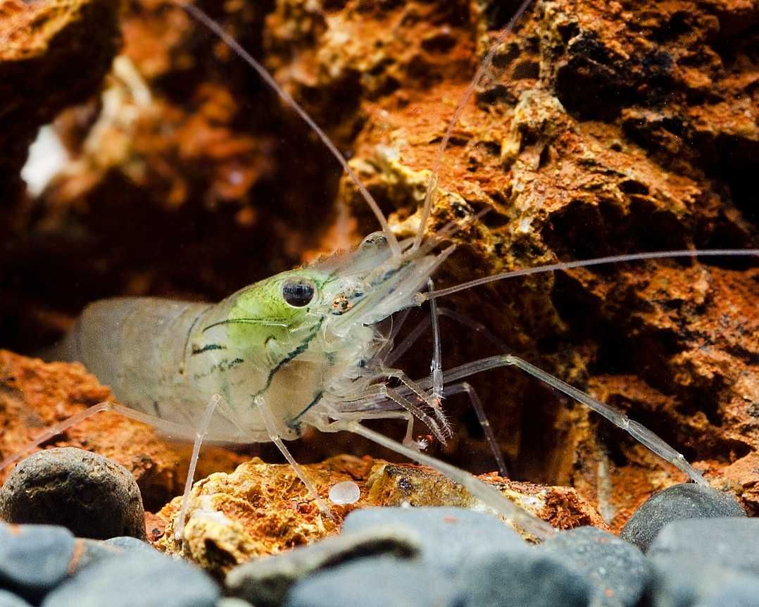 Krewetka szklista - Macrobrachium lanchesteri - dowóz, wysyłka