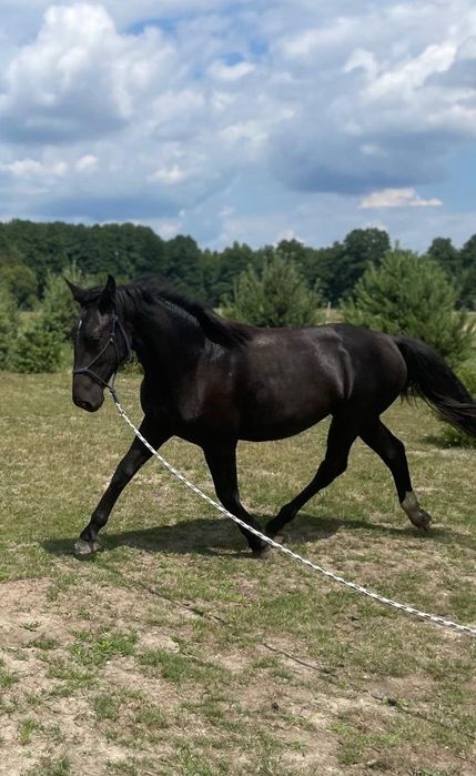 Piękna kara klacz śląska 1.5 roku z potencjałem