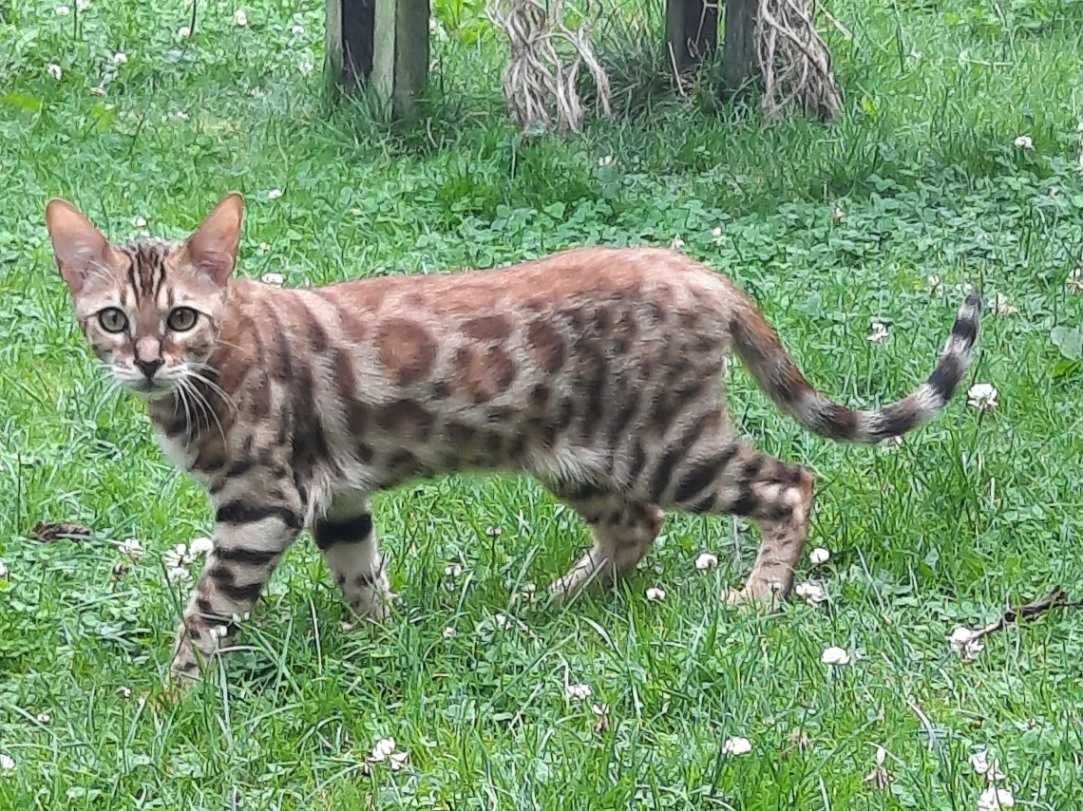 CHILI Jadry*PL - 6-miesięczny kocurek bengalski