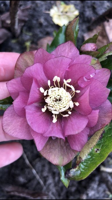 Насіння морозника (чемерник)