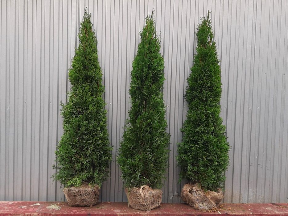 Thuja Smaragd 100,120,140,150 cm! Tuja Szmaragd! Sadzimy! Dowóz! Tuje!