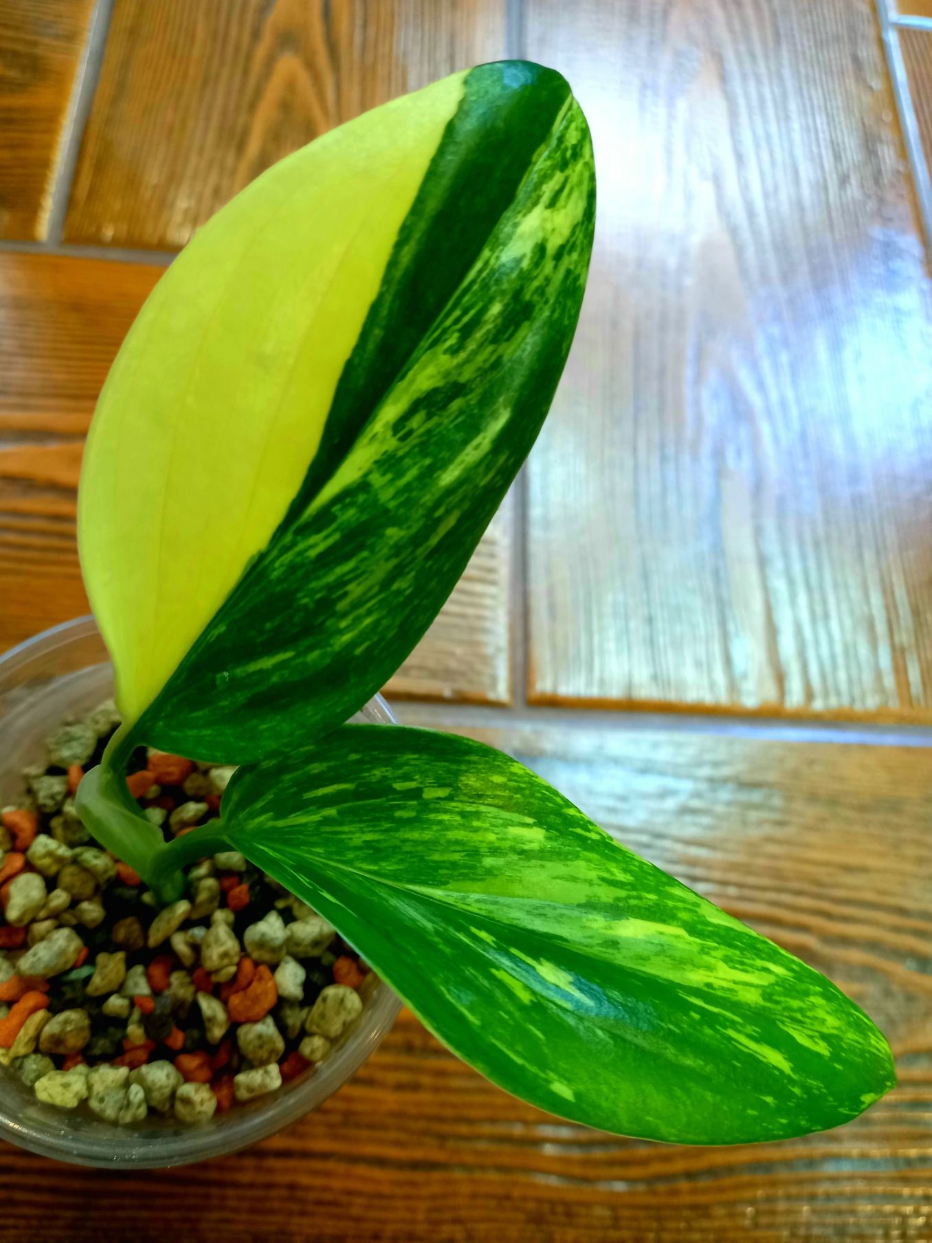 Monstera Standleyana Yellow Variegata