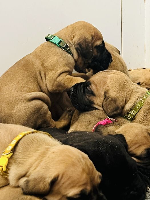 Dogue alemao dourado