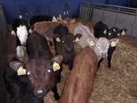 Sprzedam jałówki HF na krowy, byczki oraz jałówki mięsne, MM,MS,HF