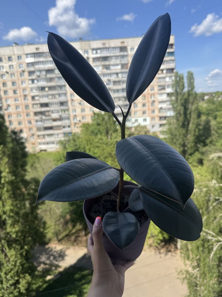 Фикус каучуконосный