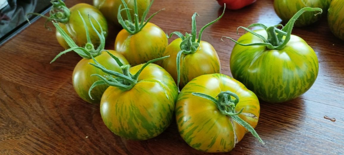 Nasiona pomidorów dużo odmian, ogórki gruntowe nasiona
