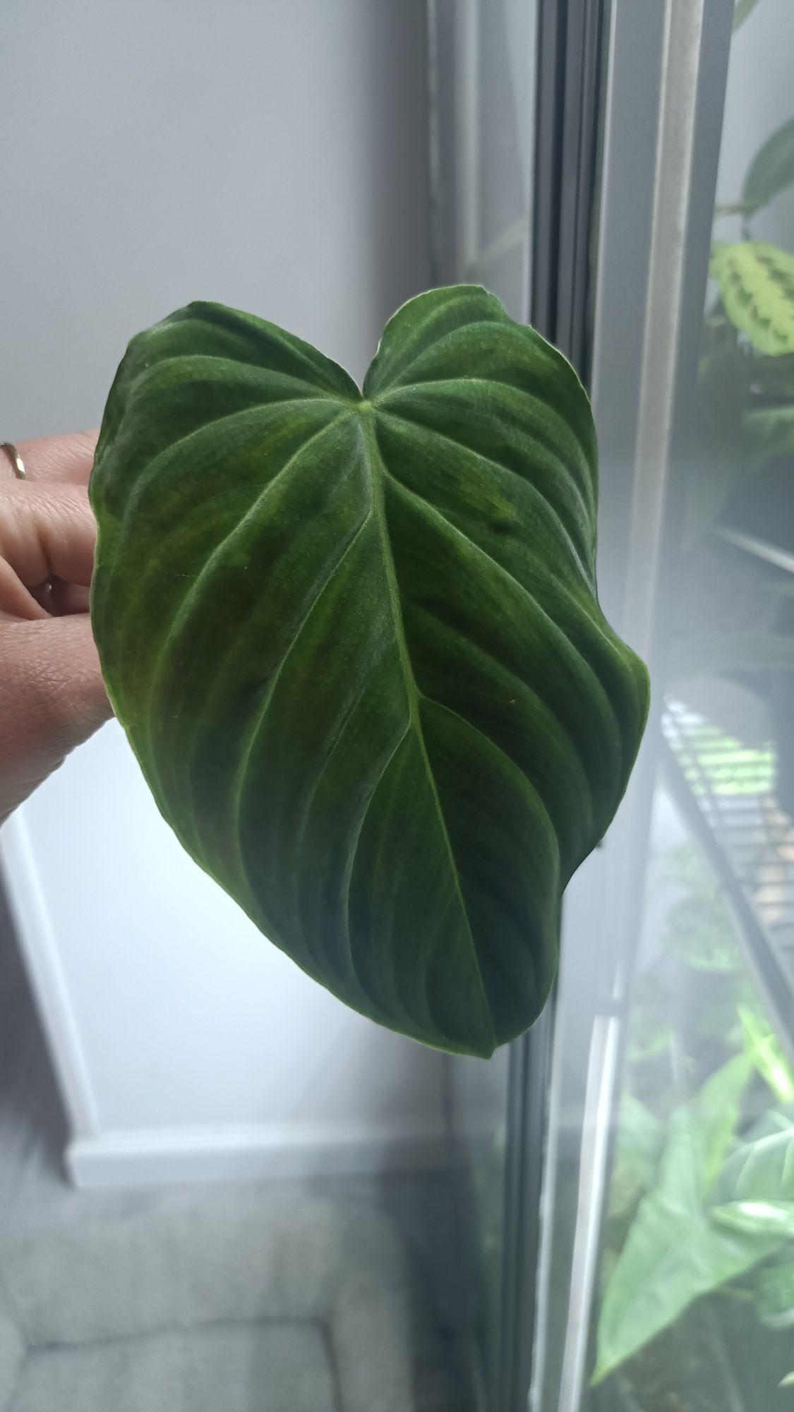 Philodendron splendid