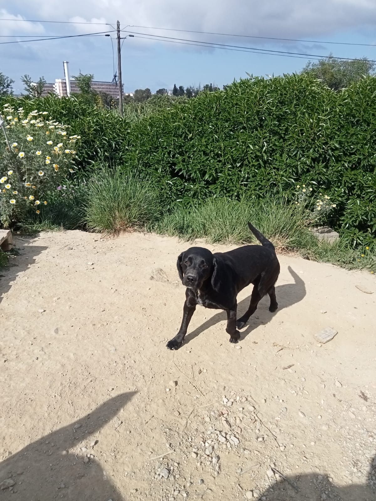Oferece dois Labradores