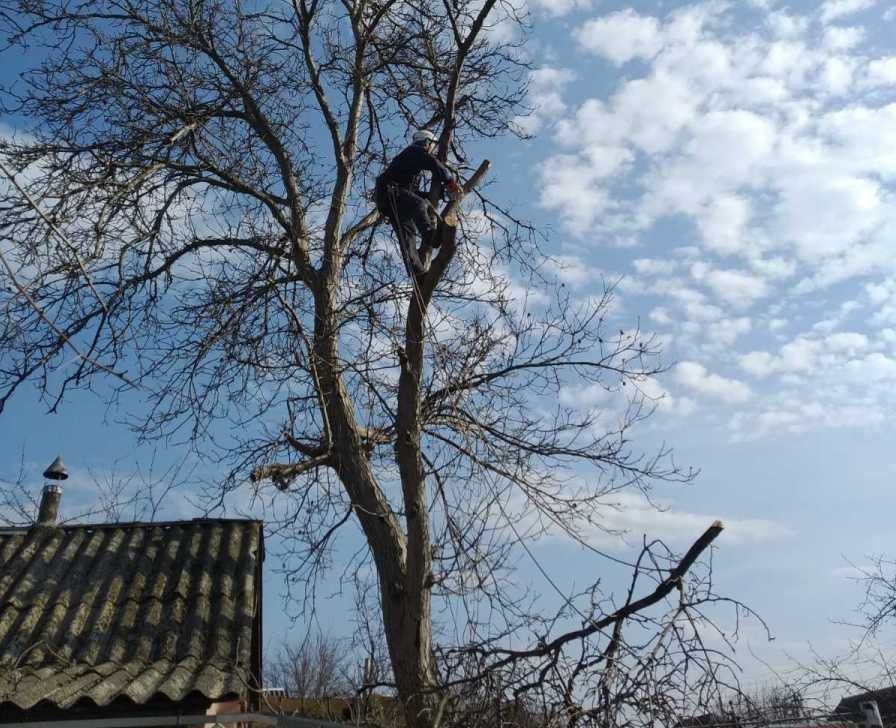 Спил дерев валка удаление спил деревьев і обрезка веток . Не дорого