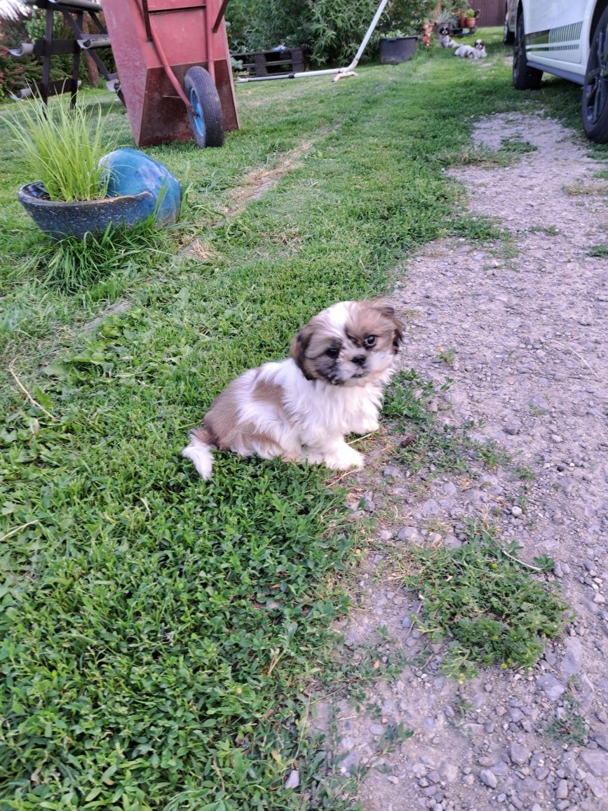 Suczka Shih Tzu z metryką