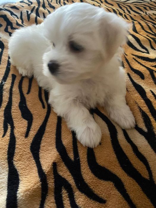 Bichon Maltes disponivel.