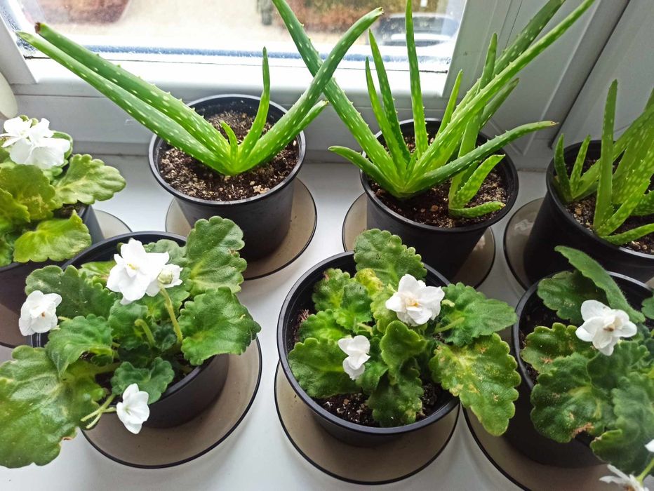 Sprzedam Aloes sadzonki