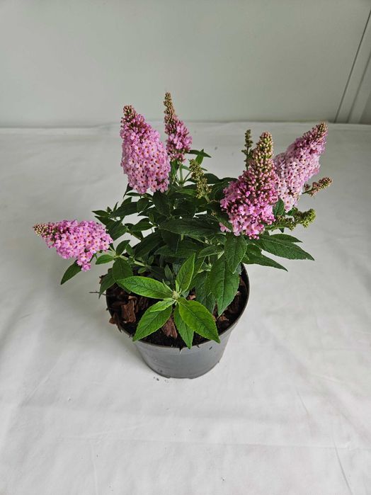 Budleja Dawida Little Pink 35cm – ozdobny krzew motyli do ogrodu C2