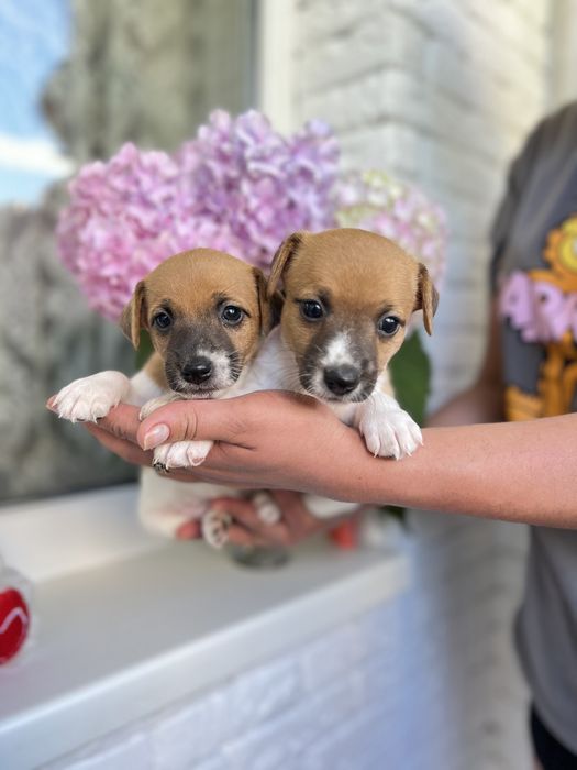 Хлопчики та дівчатка джеки