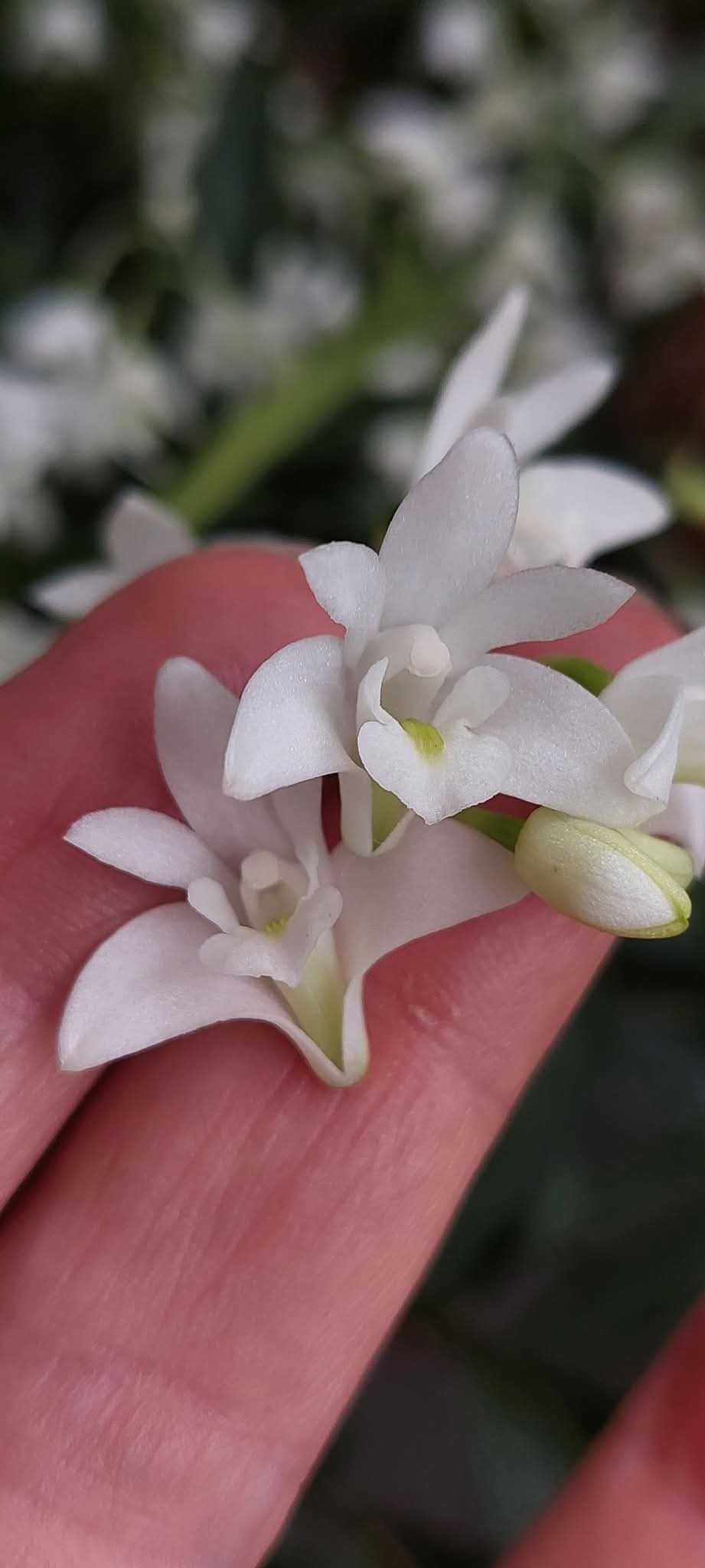 Vendo mudas de  Dendrobium kingianum