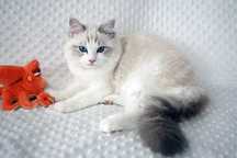 TIYA - kotka  rasy ragdoll FPL - w opcji hodowlano-wystawowej