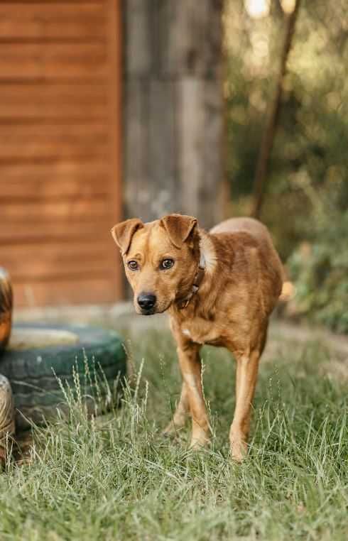 Młody, potrzebujący miłości Dingo poleca się do adopcji!!!