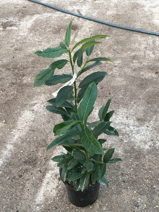 Laurowiśnia Prunus laurocerasus Novita