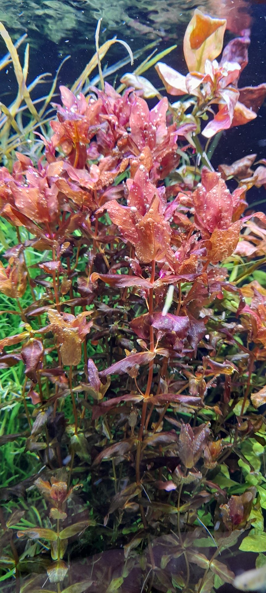 Rotala macranda red roślina akwariowa