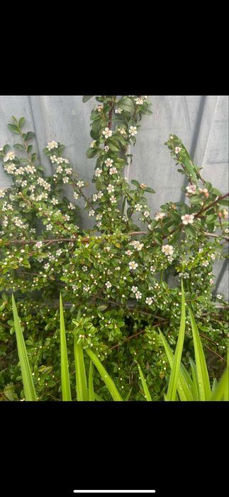 Продам надлишки багаторічних розслин з власного саду.