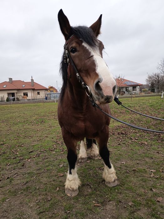 Klacz zimnokrwista - arden polski 84 pkt
