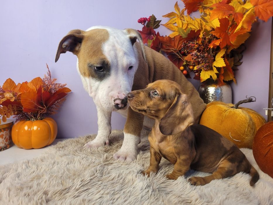 Cudowny szczeniak Amstaff!