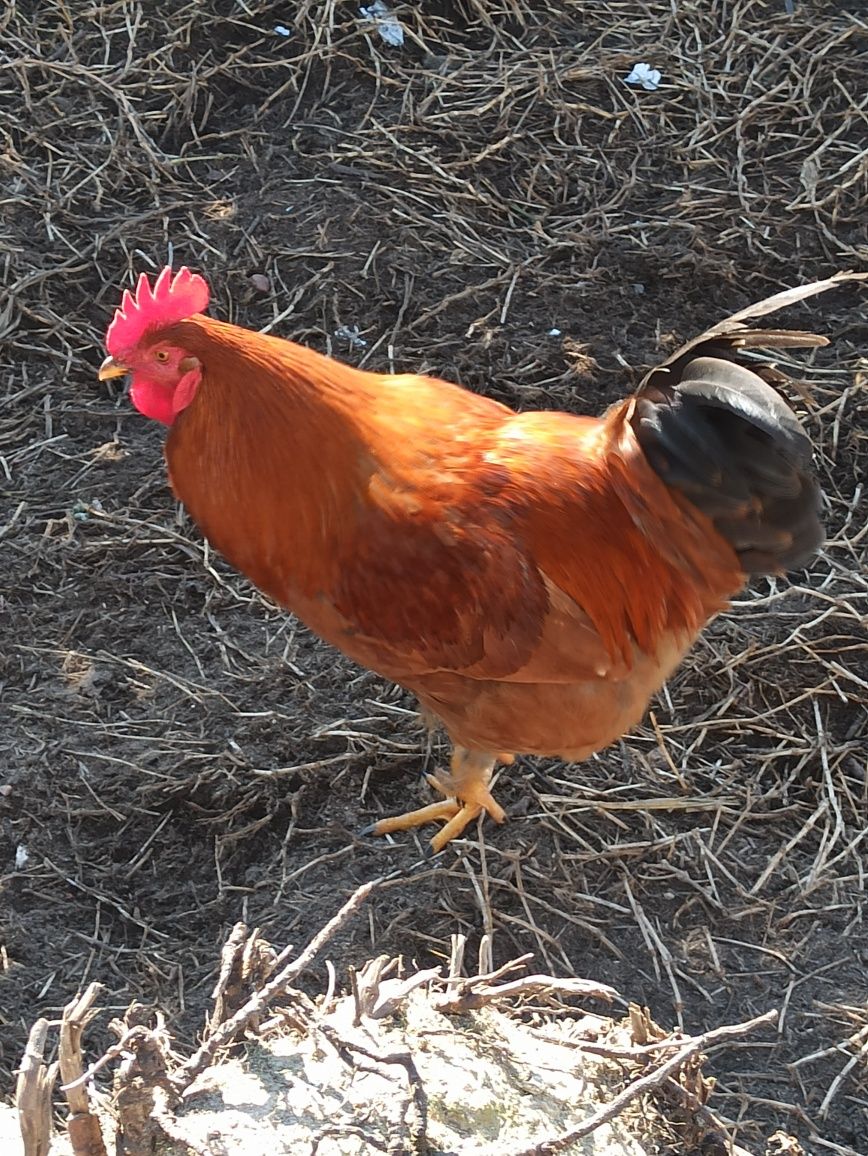 Leghorn/Aroucana/Brahma cedencia ovos