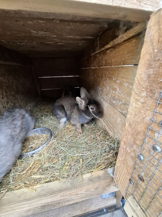 Króliki miniatórki