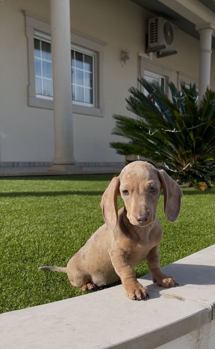 Arlequim isabella teckel fêmea