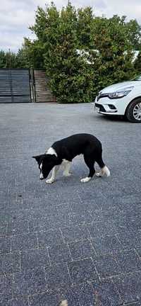 Sprzedam szczeniaka Border Collie